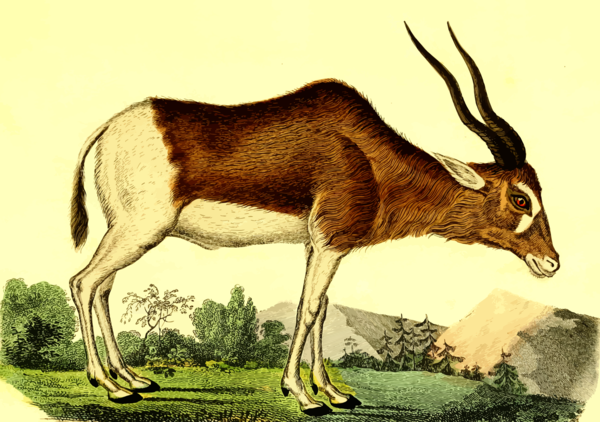 Free Deer Wildlife Horn Antelope Clipart Clipart Transparent Background