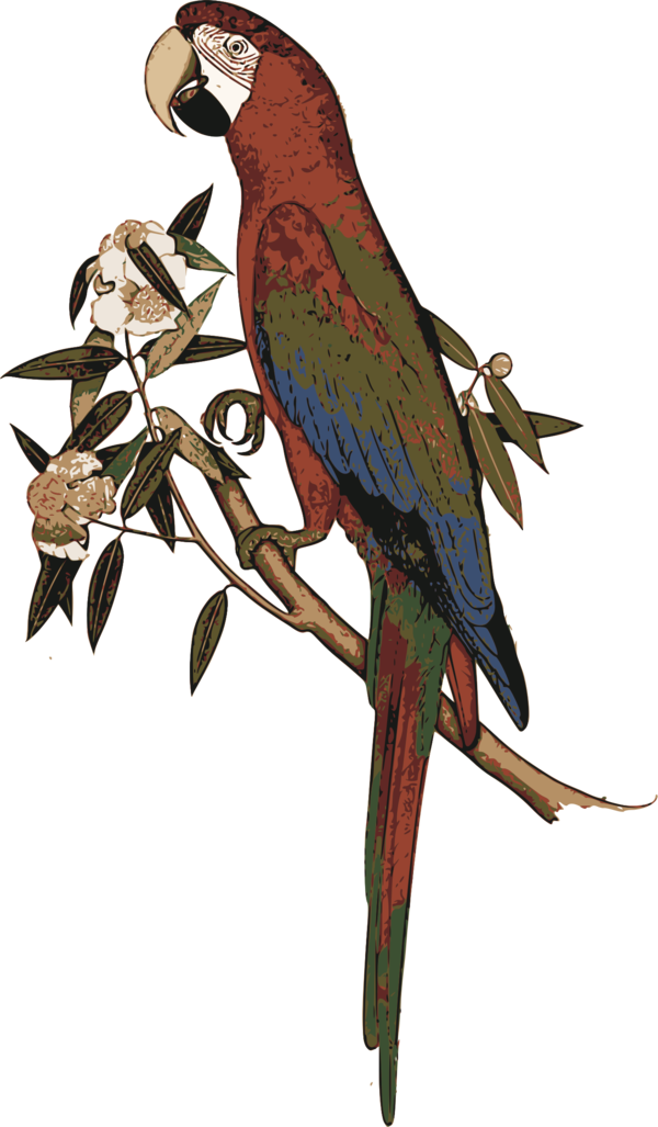 Free Bird Bird Macaw Parrot Clipart Clipart Transparent Background