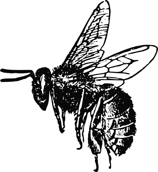 Free Bee Insect Black And White Moths And Butterflies Clipart Clipart Transparent Background