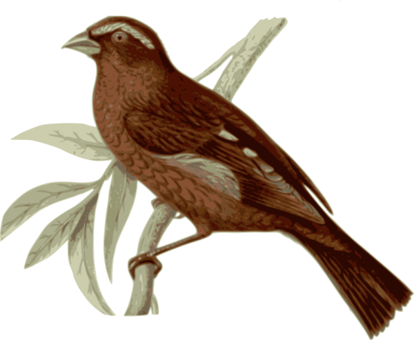 Free Bird Bird House Sparrow Sparrow Clipart Clipart Transparent Background