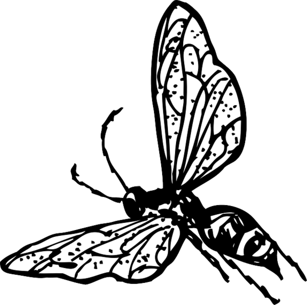Free Bee Butterfly Moths And Butterflies Insect Clipart Clipart Transparent Background