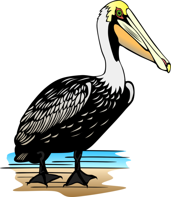 Free Bird Bird Beak Seabird Clipart Clipart Transparent Background