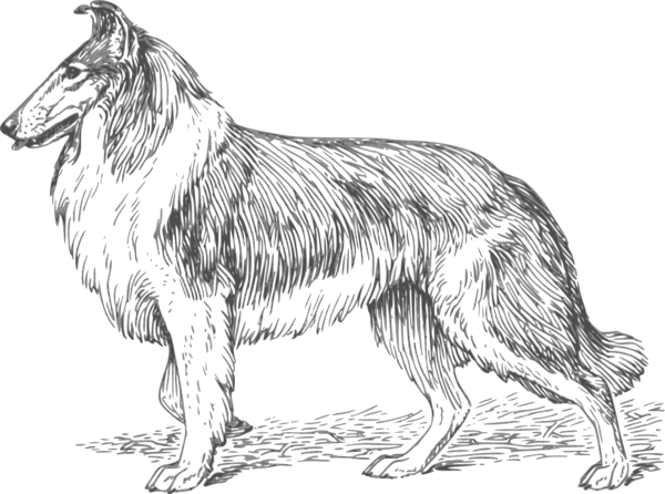 Free Dog Line Art Dog Black And White Clipart Clipart Transparent Background
