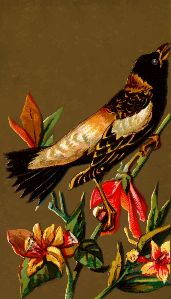 Free Bird Bird Beak Flora Clipart Clipart Transparent Background