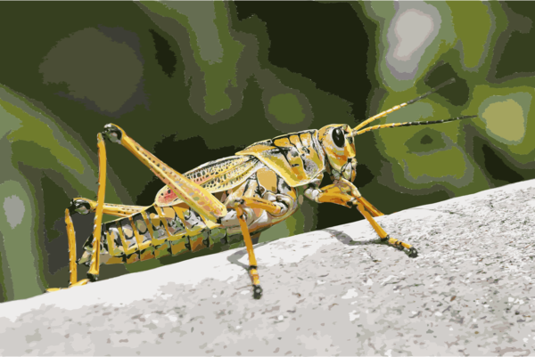Free Insect Insect Grasshopper Locust Clipart Clipart Transparent Background