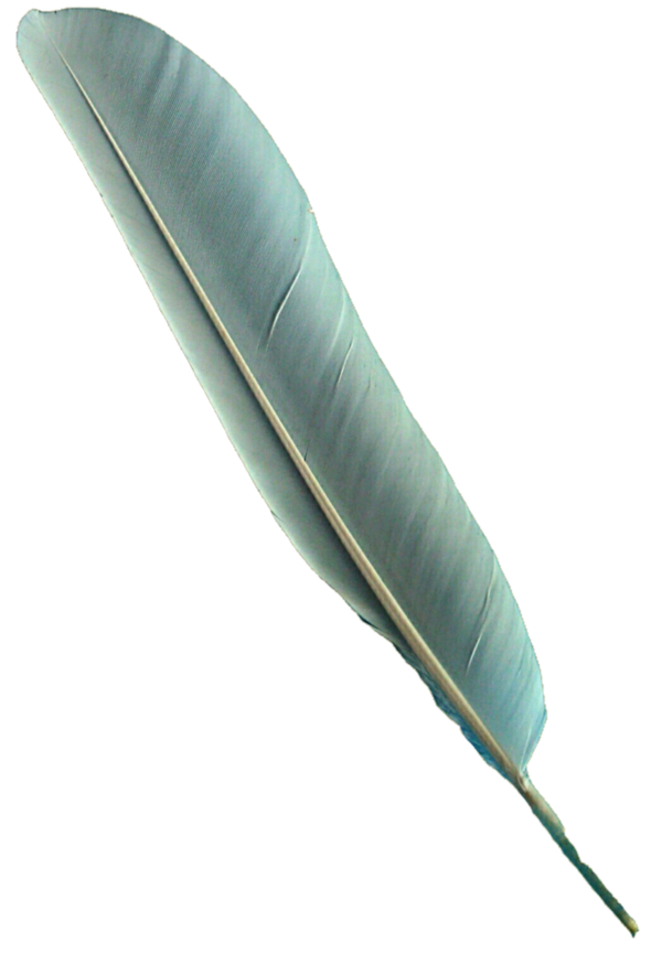 Free Bird Feather Quill Clipart Clipart Transparent Background