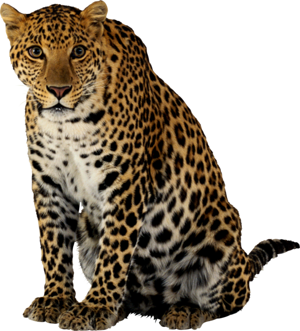 Free Leopard Leopard Wildlife Jaguar Clipart Clipart Transparent Background