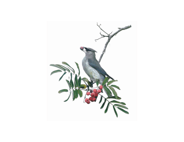 Free Bird Bird Branch Beak Clipart Clipart Transparent Background