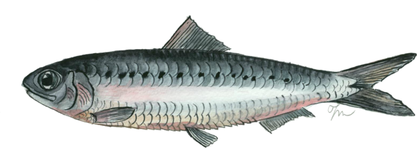 Free Fish Fish Fish Products Sardine Clipart Clipart Transparent Background