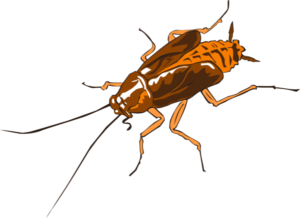 Free Insect Insect Pest Fly Clipart Clipart Transparent Background