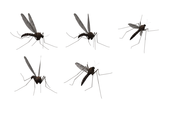 Free Insect Insect Pest Mosquito Clipart Clipart Transparent Background