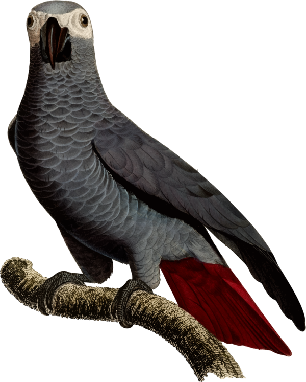Free Bird Bird Beak African Grey Clipart Clipart Transparent Background