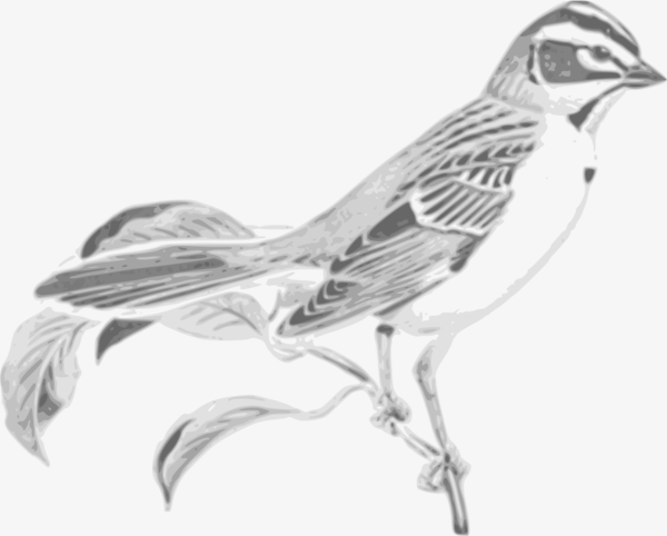 Free Bird Bird Beak Black And White Clipart Clipart Transparent Background