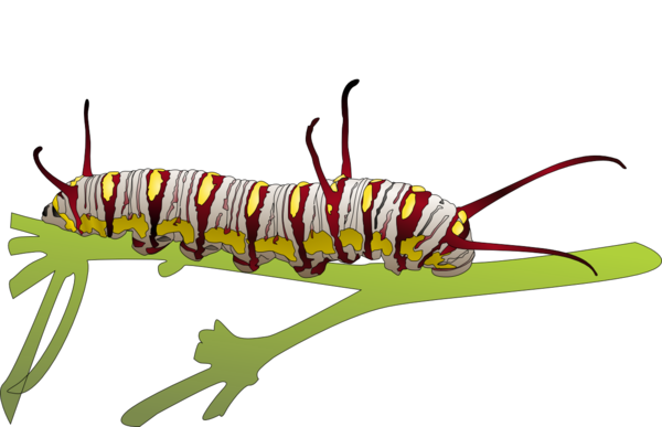 Free Butterfly Insect Larva Caterpillar Clipart Clipart Transparent Background