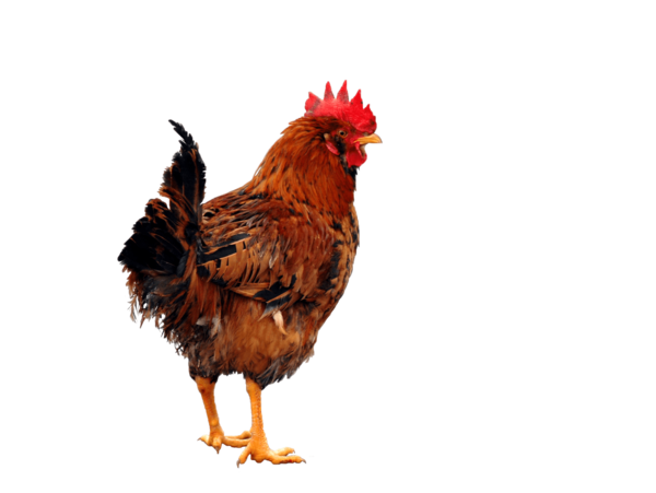 Free Bird Chicken Rooster Beak Clipart Clipart Transparent Background