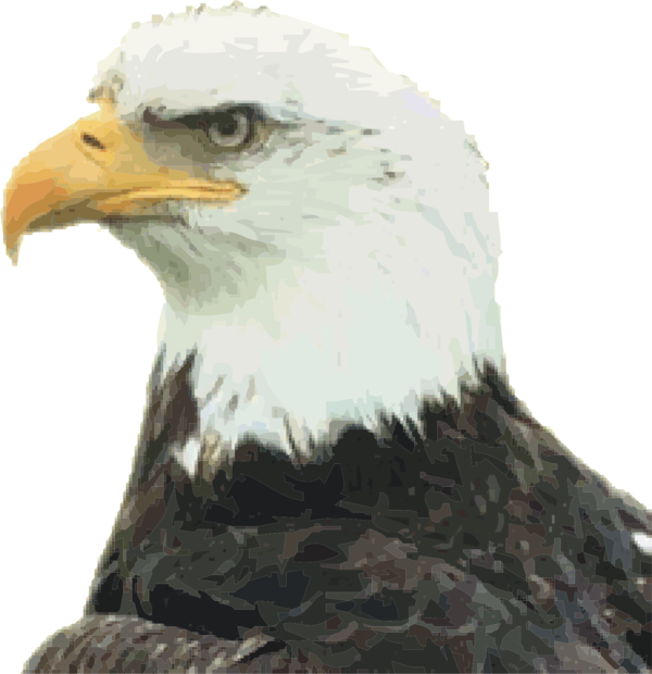 Free Bird Bird Beak Eagle Clipart Clipart Transparent Background