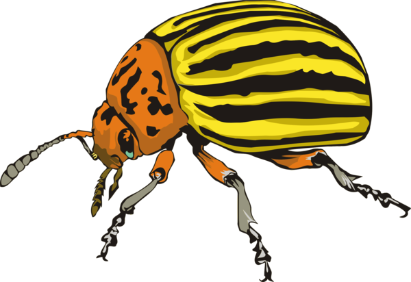 Free Insect Insect Beetle Weevil Clipart Clipart Transparent Background