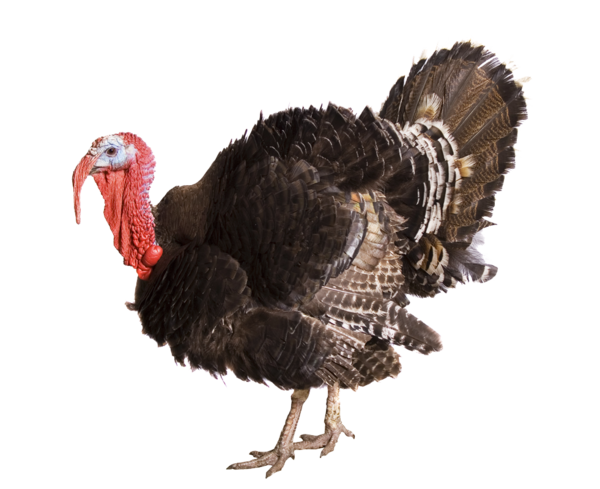 Free Bird Wild Turkey Turkey Beak Clipart Clipart Transparent Background