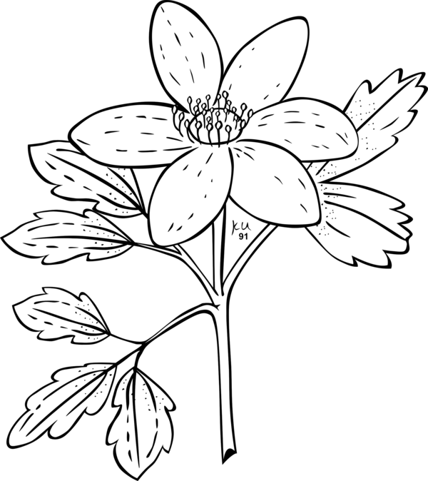 Free Butterfly Flower Flora Black And White Clipart Clipart Transparent Background