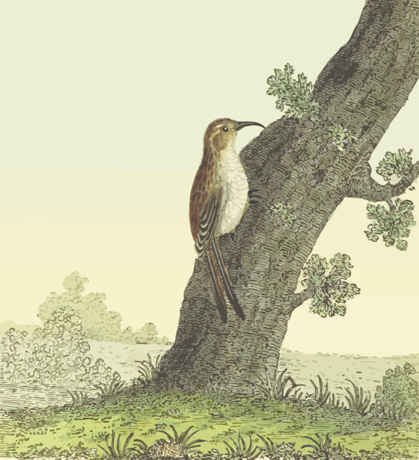 Free Bird Ecosystem Bird Tree Clipart Clipart Transparent Background
