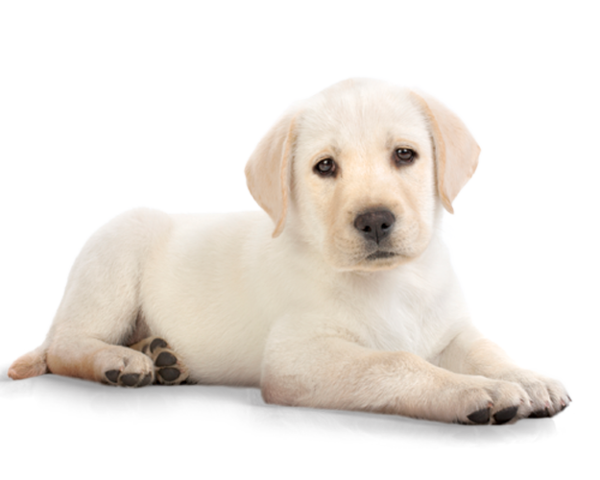 Free Cat Dog Puppy Labrador Retriever Clipart Clipart Transparent Background