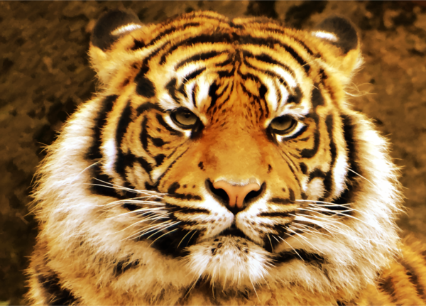 Free Cat Tiger Wildlife Whiskers Clipart Clipart Transparent Background