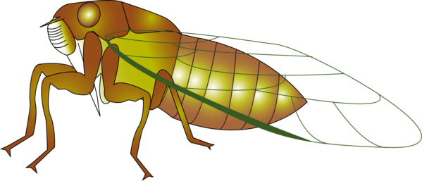 Free Insect Insect Pest Fly Clipart Clipart Transparent Background