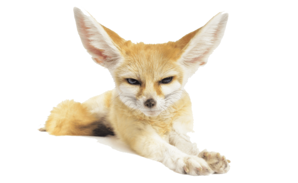 Free Fox Fox Red Fox Wildlife Clipart Clipart Transparent Background