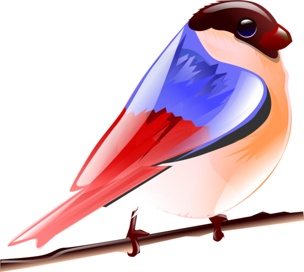 Free Bird Bird Beak Wing Clipart Clipart Transparent Background