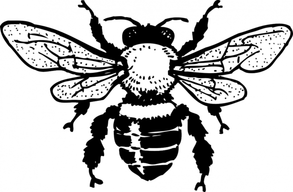 Free Bee Insect Black And White Bee Clipart Clipart Transparent Background