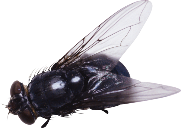 Free Insect Insect Fly Pest Clipart Clipart Transparent Background