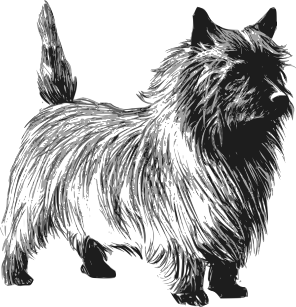 Free Cat Dog Black And White Cairn Terrier Clipart Clipart Transparent Background