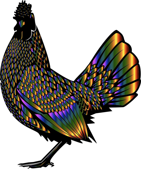 Free Bird Bird Chicken Beak Clipart Clipart Transparent Background