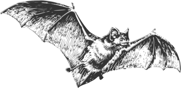 Free Bat Black And White Wing Bat Clipart Clipart Transparent Background