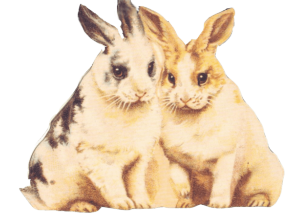 Free Cat Rabbit Cat Wildlife Clipart Clipart Transparent Background
