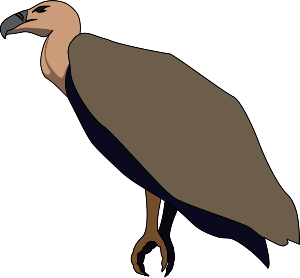 Free Bird Bird Beak Bird Of Prey Clipart Clipart Transparent Background