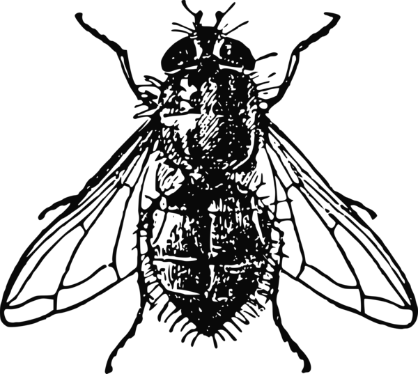 Free Bee Insect Black And White Fly Clipart Clipart Transparent Background