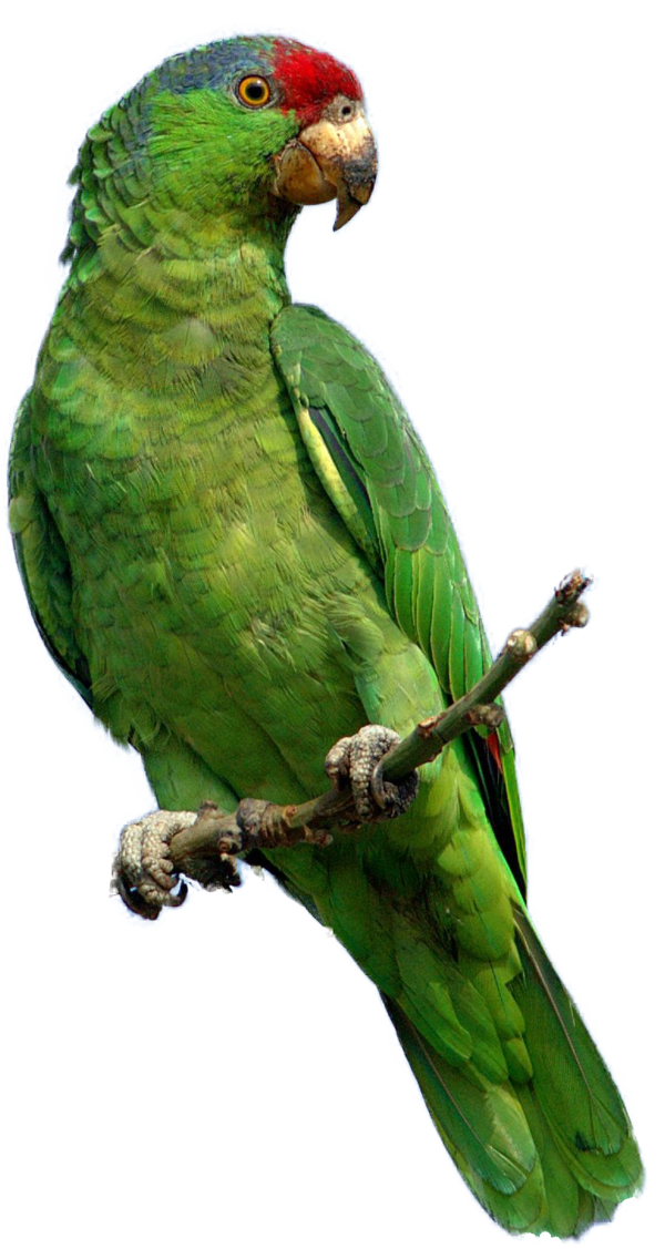Free Bird Bird Parrot Beak Clipart Clipart Transparent Background