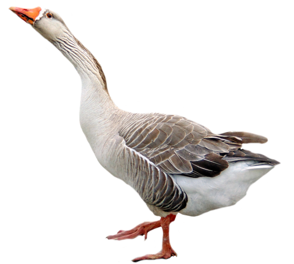 Free Bird Bird Water Bird Ducks Geese And Swans Clipart Clipart Transparent Background