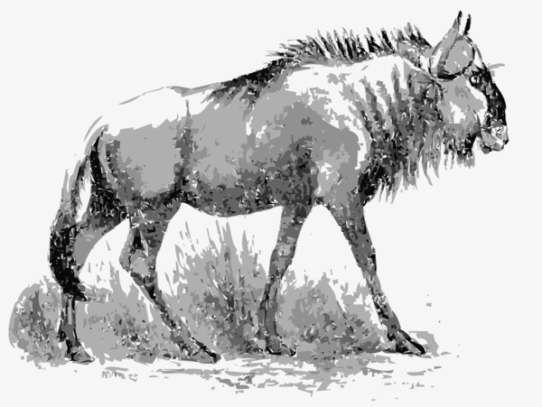 Free Donkey Wildlife Horse Black And White Clipart Clipart Transparent Background