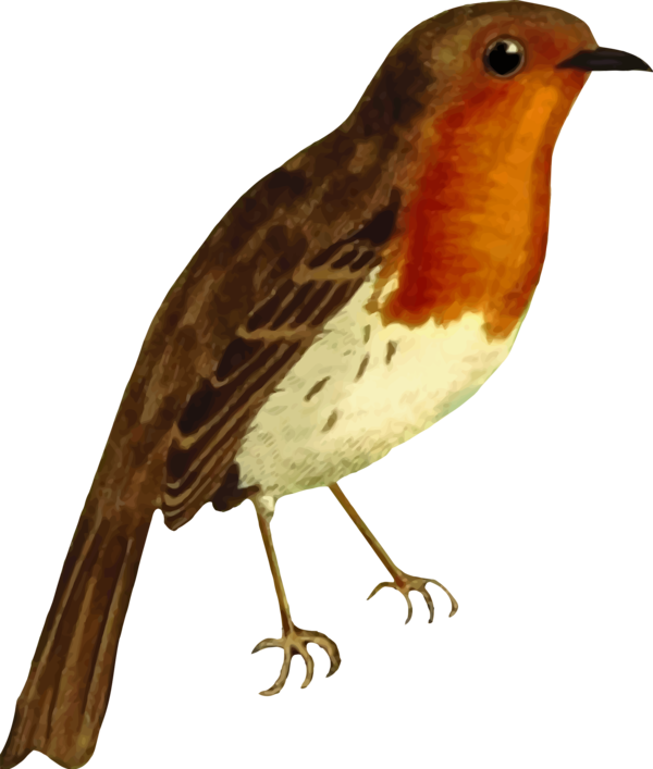 Free Bird Bird European Robin Beak Clipart Clipart Transparent Background