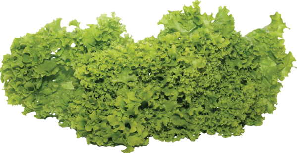 Free Gardening Leaf Vegetable Vegetable Kale Clipart Clipart Transparent Background