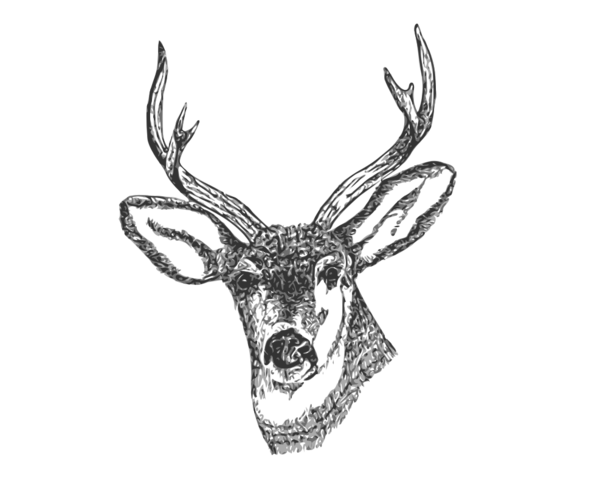 Free Deer Deer Antler Head Clipart Clipart Transparent Background