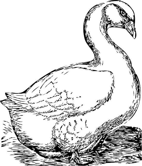 Free Bird Bird Beak Water Bird Clipart Clipart Transparent Background