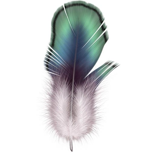 Free Bird Feather Clipart Clipart Transparent Background