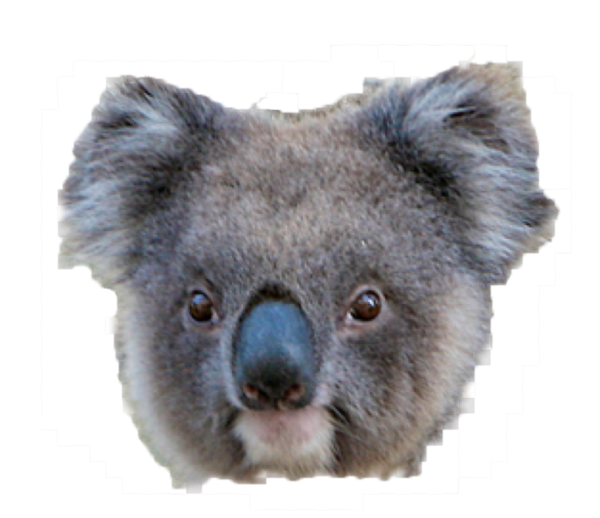 Free Bear Koala Snout Fur Clipart Clipart Transparent Background