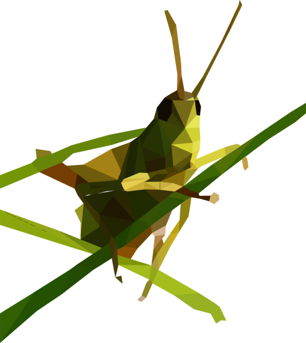 Free Insect Insect Grasshopper Cricket Like Insect Clipart Clipart Transparent Background