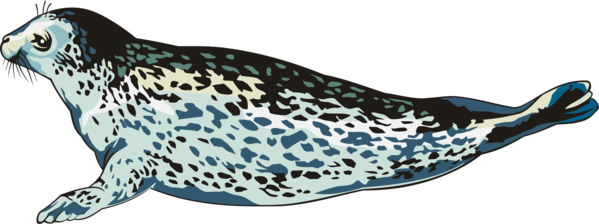 Free Fish Aqua Seals Turquoise Clipart Clipart Transparent Background