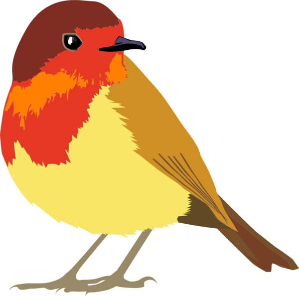 Free Bird Bird Beak European Robin Clipart Clipart Transparent Background