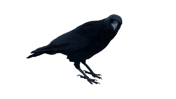 Free Bird Bird American Crow Crow Clipart Clipart Transparent Background